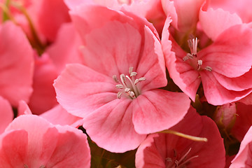 Image showing Macro of pink sweet william blooms