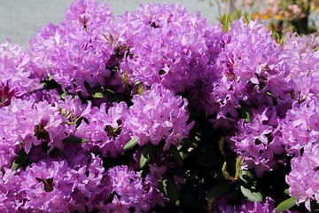 Image showing Rhododendron Flower