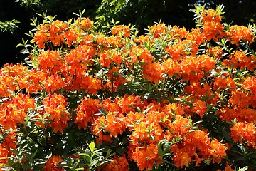 Image showing Rhododendron Flower