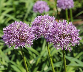 Image showing Alium Giganteum