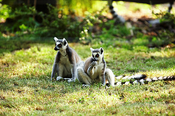 Image showing Cute lemur kata