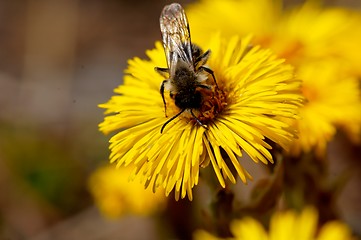 Image showing bee