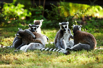 Image showing Cute lemur kata