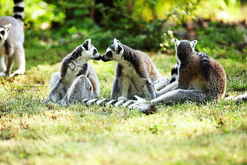 Image showing Cute lemur kata