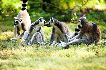 Image showing Cute lemur kata