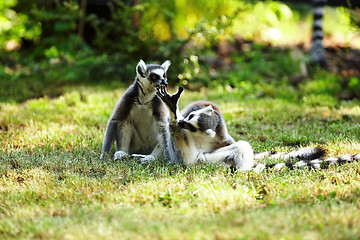 Image showing Cute lemur kata