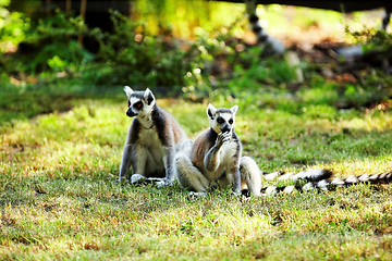 Image showing Cute lemur kata