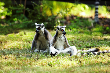 Image showing Cute lemur kata