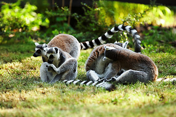 Image showing Cute lemur kata