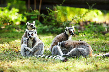 Image showing Cute lemur kata