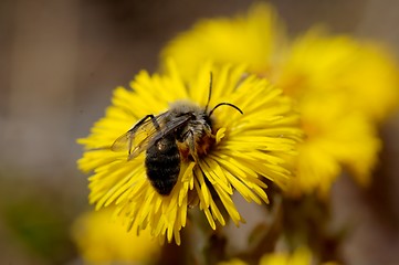 Image showing bee