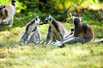 Image showing Cute lemur kata