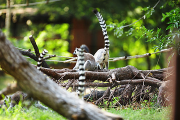 Image showing Cute lemur kata