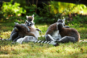 Image showing Cute lemur kata