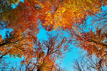 Image showing Beech trees