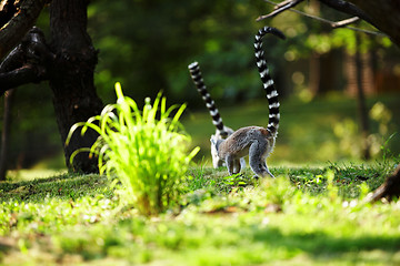 Image showing Cute lemur kata