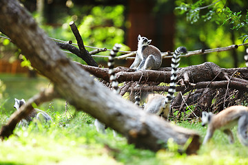 Image showing Cute lemur kata