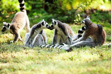 Image showing Cute lemur kata