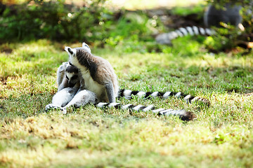 Image showing Cute lemur kata