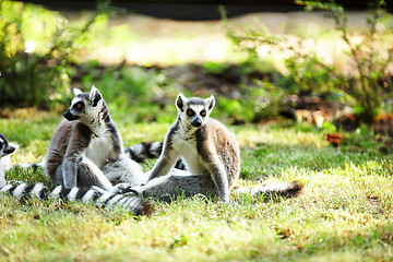 Image showing Cute lemur kata