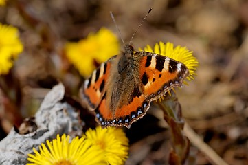 Image showing butterfly