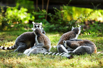 Image showing Cute lemur kata