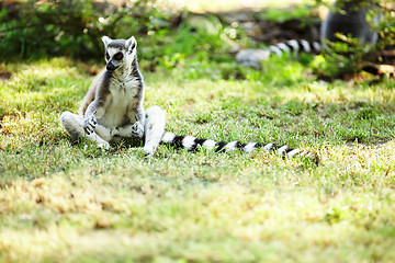 Image showing Cute lemur kata