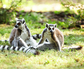 Image showing Cute lemur kata