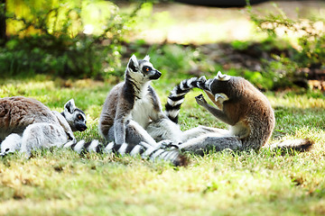 Image showing Cute lemur kata