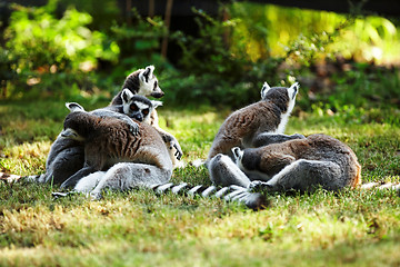 Image showing Cute lemur kata