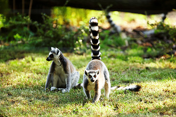 Image showing Cute lemur kata