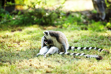 Image showing Cute lemur kata