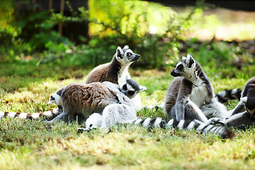 Image showing Cute lemur kata