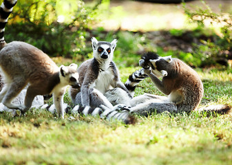 Image showing Cute lemur kata