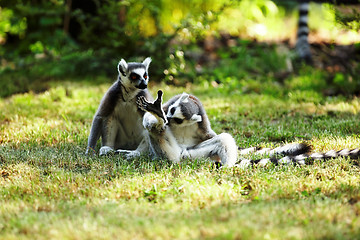 Image showing Cute lemur kata