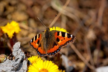 Image showing butterfly