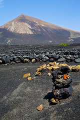 Image showing winery lanzarote    cultivation