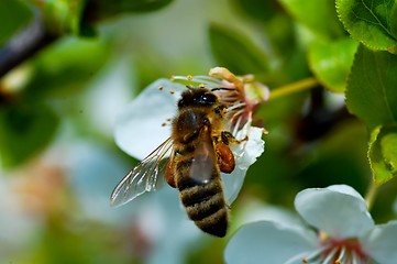 Image showing bee