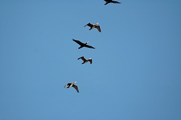 Image showing birds