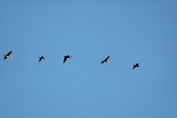 Image showing birds