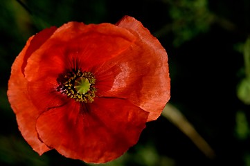 Image showing poppy