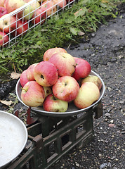 Image showing Overripe apples on the old scales 