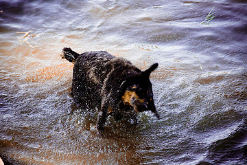 Image showing Dog by  the river