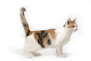 Image showing Cat on white background