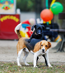 Image showing Two dogs