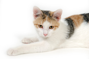 Image showing Kitten is resting