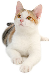 Image showing Cat on white background