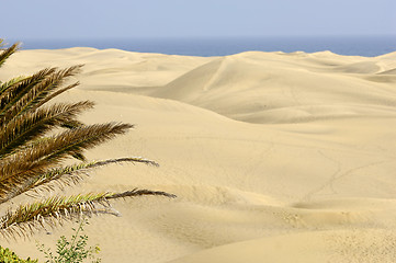 Image showing Palm and sand dunes