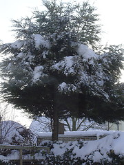 Image showing Tree covered in Snow.