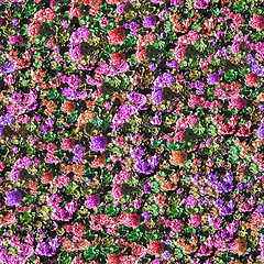 Image showing geranium flowers